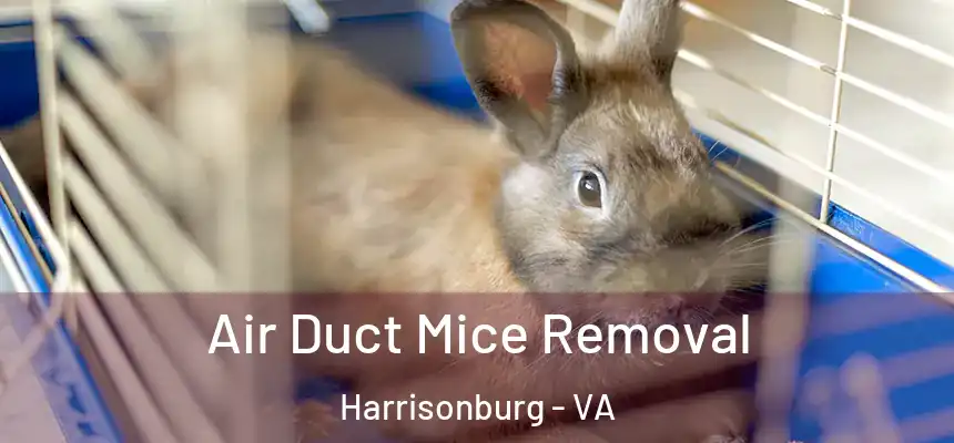 Air Duct Mice Removal Harrisonburg - VA