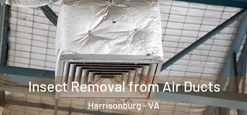 Insect Removal from Air Ducts Harrisonburg - VA